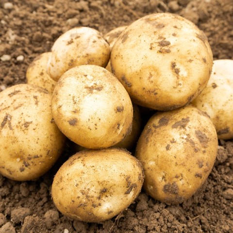 Rocket (2kg - Approx. 20-25 Tubers) Summer Planting Second Cropping Seed Potatoes, Grows Approx. 200 Potatoes, by Jamieson Brothers