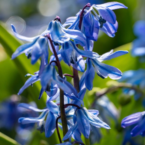 Scilla Siberica 15 Bulbs Ready for Planting Now in UK Autumn Outdoor Gardens