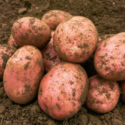 Setanta Seed Potatoes