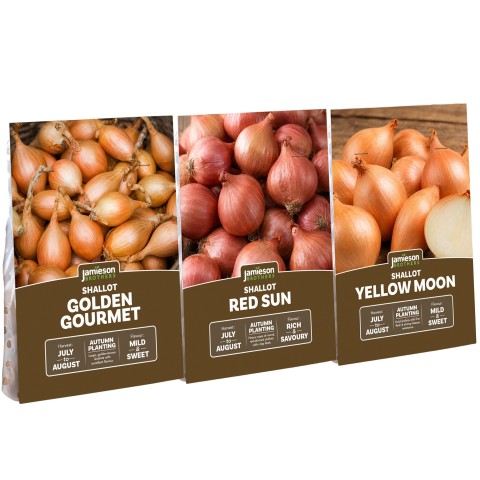 Autumn Shallot Sets 3-Pack, 24 Shallot Sets, Yellow Moon, Red Sun & Golden Gourmet by Jamieson Brothers