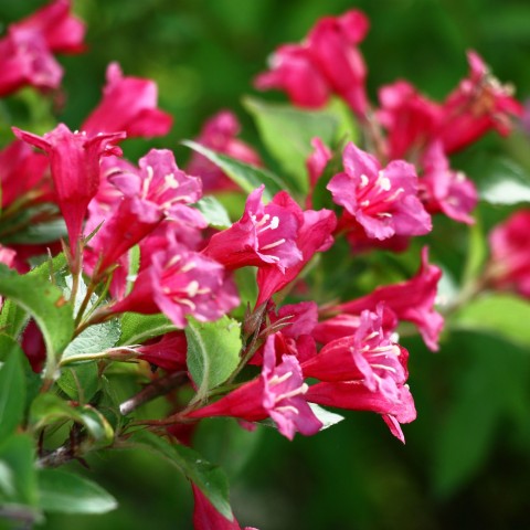 Weigela Florida - Spring planting bare root shrub by Jamieson Brothers