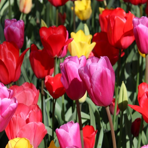 Landscape Tulip Mix (128 bulbs) by Jamieson Brothers®  