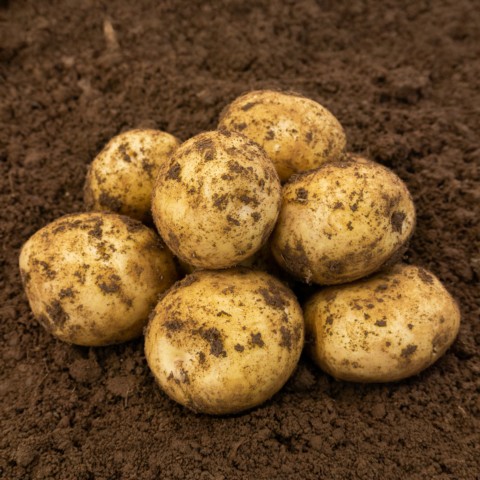 Skywalker Seed Potatoes 1kg Pack – A High-Yielding Second Early Variety with Excellent Disease Resistance, Perfect for Chipping, Baking, and Boiling