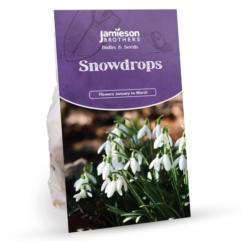Snowdrop Bulbs (80 bulbs) by Jamieson Brothers® 