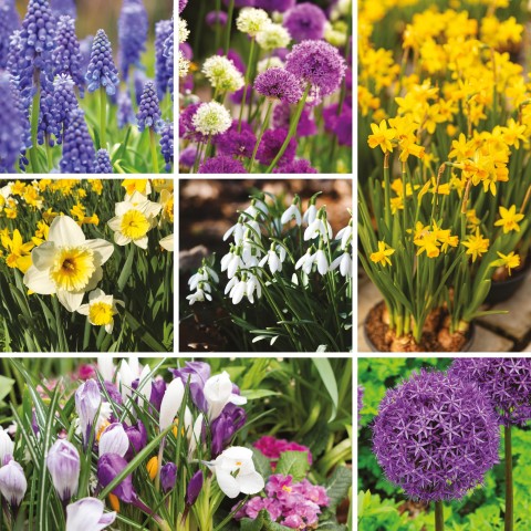 Spring Flowering Mix  (Approx.167 Bulbs ) by Jamieson Brothers® 