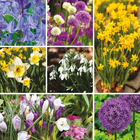 Jamieson Brothers® Small Spring Mix - Approx. 160 Bulbs