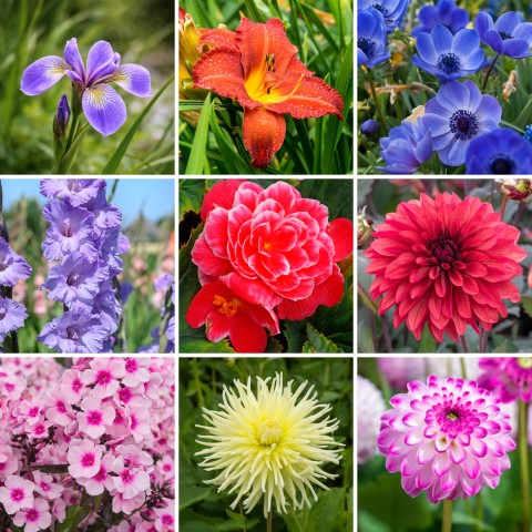 15 Variety Summer Flower Bulbs – Spring Planting Cottage Garden Mixed Bulbs for Layered Summer Colour & Height
