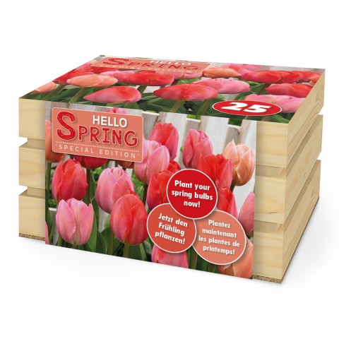 Hello Spring! Red Mix: Tulip Van Eijk, Tulip Salmon van Eijk, Tulip Mystic van Eijk, Tulip Orange van Eijk, 25 Bulbs Ready for Planting Now in UK Autumn Outdoor Gardens by Jamieson Brothers