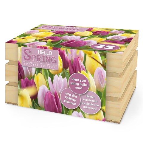 Hello Spring! Pastel Mix: Tulip Sunny Prince, Tulip Candy Prince, Tulip Purple Prince, 25 Bulbs Ready for Planting Now in UK Autumn Outdoor Gardens by Jamieson Brothers
