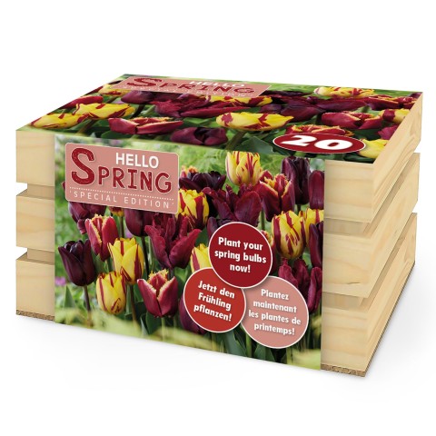 Hello Spring! Burgundy Mix: Tulip Ronaldo, Tulip Fabio, Tulip Helmar, Tulip Black Parrot, 20 Bulbs Ready for Planting Now in UK Autumn Outdoor Gardens by Jamieson Brothers
