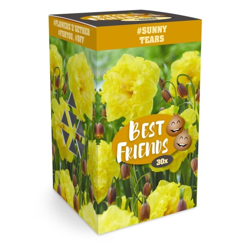 Best Friends Box #Sunny Tears: Daffodil Flyer & Fritillaria Uva-vulpis, 30 Bulbs Ready for Planting Now in UK Autumn Outdoor Gardens