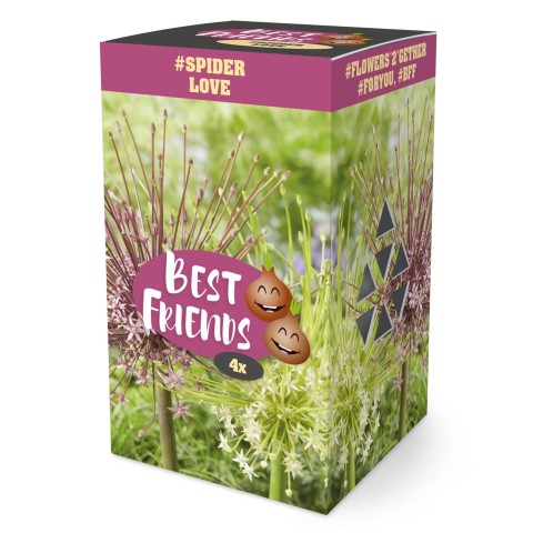 Best Friends Box #Spider Love: Allium Schubertii & Schubertii Arctic Snow, 4 Bulbs Ready for Planting Now in UK Autumn Outdoor Gardens