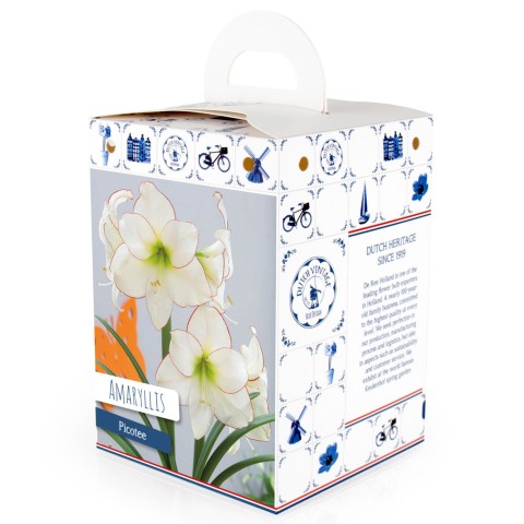 Hippeastrum/Amaryllis Picotee 1 Bulb Ready for Planting Now in UK Autumn Indoor Use, Gardens & The Perfect Gift
