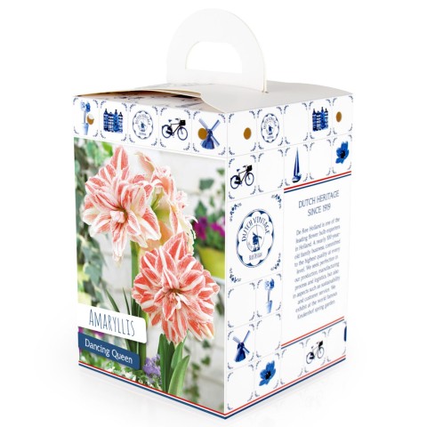 Hippeastrum/Amaryllis Dancing Queen 1 Bulb Ready for Planting Now in UK Autumn Indoor Use, Gardens & The Perfect Gift