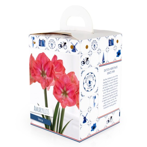 Hippeastrum/Amaryllis Vera 1 Bulb Ready for Planting Now in UK Autumn Indoor Use, Gardens & The Perfect Gift