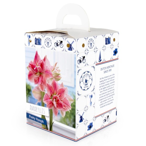 Hippeastrum/Amaryllis Pretty Nymph 1 Bulb Ready for Planting Now in UK Autumn Indoor Use, Gardens & The Perfect Gift