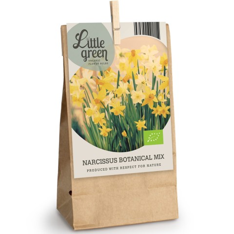 Daffodil (Narcissus) Botanical Mix 12 Bulbs Ready for Planting Now in UK Autumn Outdoor Gardens