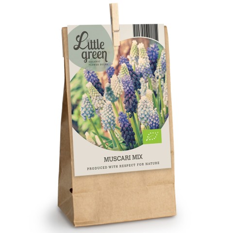 Muscari Mix 15 Bulbs Ready for Planting Now in UK Autumn Outdoor Gardens