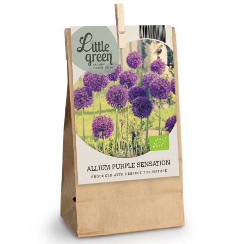 Allium Purple Sensation 6 Bulbs Ready for Planting Now in UK Autumn Outdoor Gardens