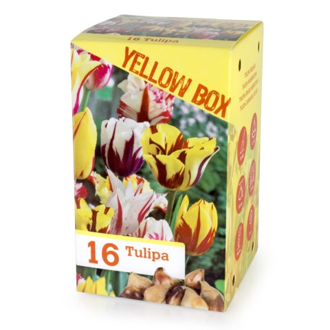 The Yellow Box 16 Bulbs Ready for Planting Now in UK Autumn Outdoor Gardens by Jamieson Brothers