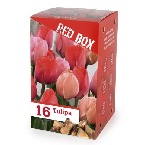 The Red Box 16 Bulbs Ready for Planting Now in UK Autumn Outdoor Gardens by Jamieson Brothers