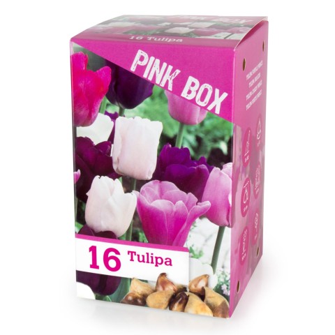 The Pink Box 16 Bulbs Ready for Planting Now in UK Autumn Outdoor Gardens by Jamieson Brothers