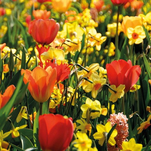 Ratatouille, Yellow & Orange Tones: Tulip Orange Breeze, Tulip Blushing Apeldoorn, Tulip Apeldoorn's Elite, Daffodil Martinette, 24 Bulbs Ready for Planting Now in UK Autumn Outdoor Gardens