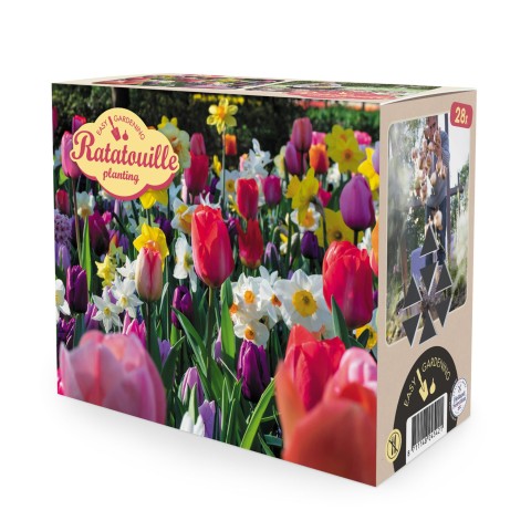 Ratatouille, Rainbow Tones: Daffodil Mixed, Tulip Purple Prince, Tulip Van Eijk, Tulip Apeldoorn's Elite, 28 Bulbs Ready for Planting Now in UK Autumn Outdoor Gardens