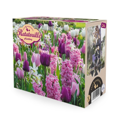 Ratatouille, Purple & Pink Tones: Daffodil Tresamble, Hyacinthus Pink Pearl, Tulip Purple Prince, Tulip White Prince, Tulip Synaeda Blue, 24 Bulbs Ready for Planting Now in UK Autumn Outdoor Gardens