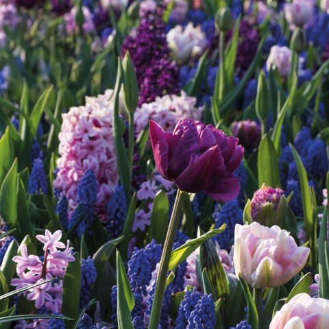 Ratatouille, Purple & Blue Tones: Tulip Margarita, Tulip Foxtrot, Muscari Armeniacum, Hyacinthus Fondant 30 Bulbs Ready for Planting Now in UK Autumn Outdoor Gardens