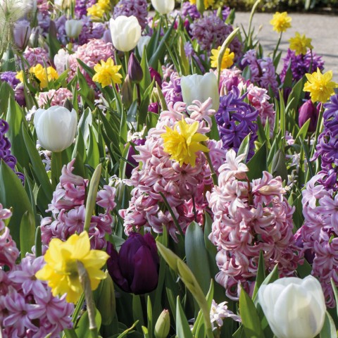 Ratatouille, Pastel Tones: Tulip Pays Bas, Tulip Negrita, Hyacinthus Fondant, Hyacinthus Blue Jacket, Daffodil Golden Ducat 20 Bulbs Ready for Planting Now in UK Autumn Outdoor Gardens