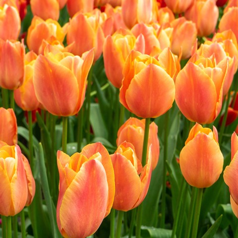 Lovely Lingerie Mix: Tulip Stunning Apricot & Daffodil (Narcissus) Yazz