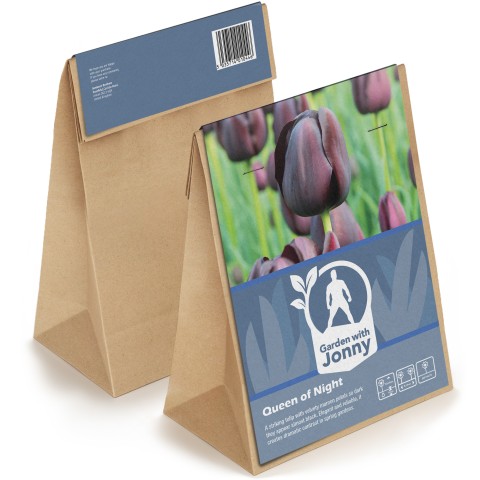 Tulip Queen of Night