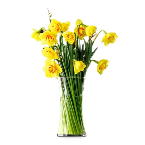 50 Freshly Cut Tahiti Yellow/Orange Daffodils – Ready to Bloom | Perfect for Home Décor, Indoor Displays & Easter Gifts UK