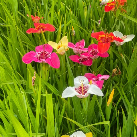 Tigridia Mix (Tigridia Pavonia) 12x Spring Planting Flower Bulbs