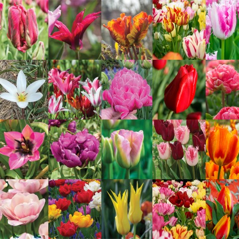Mixed Tulip Bulb Bundle 30, 60, 120 or 240 Tulip Bulbs for Planting Now | Spring Flowering Bulbs, Outdoor Flowers UK & Garden Bundle by Jamieson Brothers