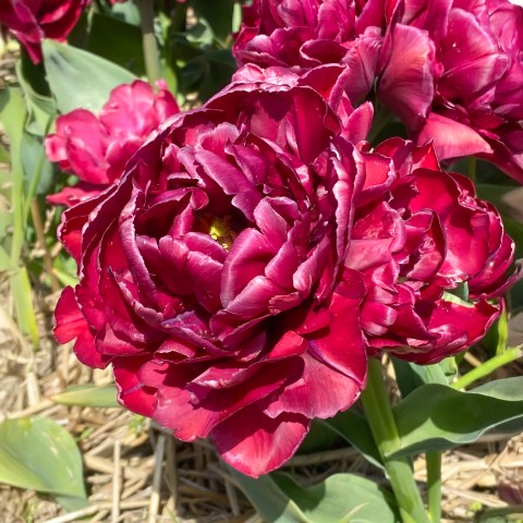 Tulip Double Early Alison Bradley 6 Bulbs Ready for Planting Now in UK Autumn Outdoor Gardens
