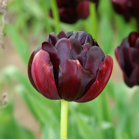 Tulip Double Late Black Hero 6 Bulbs Ready for Planting Now in UK Autumn Outdoor Gardens