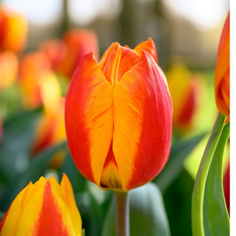Tulip Flair 8 Bulbs Ready for Planting Now in UK Autumn Outdoor Gardens