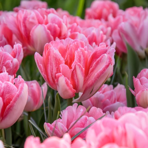 Tulip Double Early Foxtrot 6 Bulbs Ready for Planting Now in UK Autumn Outdoor Gardens