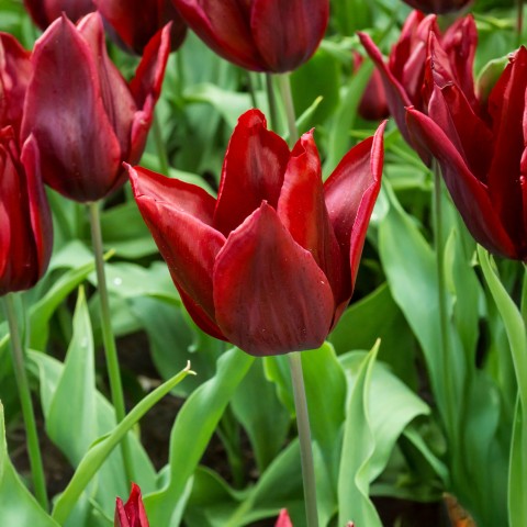 Tulip Triumph Lasting Love 6 Bulbs Ready for Planting Now in UK Autumn Outdoor Gardens