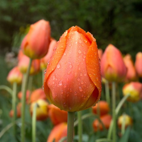 Tulip Darwin Hybride Lightning Sun 6 Bulbs Ready for Planting Now in UK Autumn Outdoor Gardens