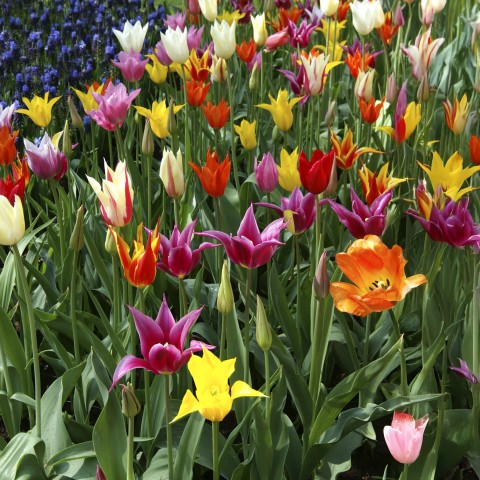 Tulip Lilyflowering Mix 6 Bulbs Ready for Planting Now in UK Autumn Outdoor Gardens