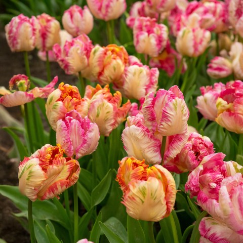 Tulip Parrot Mix 8 Bulbs Ready for Planting Now in UK Autumn Outdoor Gardens