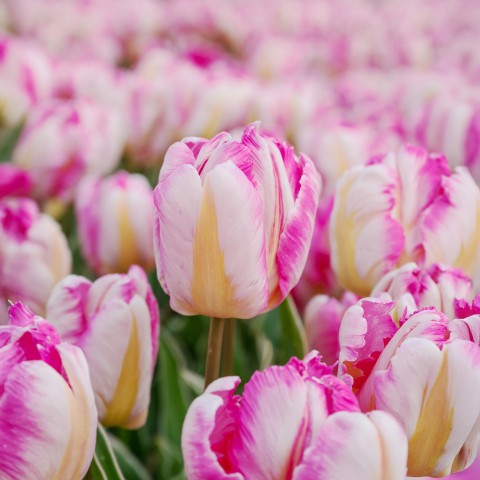 Tulip Parrot Pink Vision 6 Bulbs Ready for Planting Now in UK Autumn Outdoor Gardens