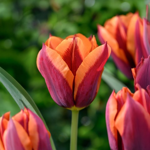 Tulip Triumph Muvota / Slawa 6 Bulbs Ready for Planting Now in UK Autumn Outdoor Gardens