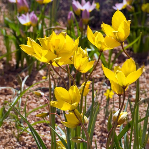Tulip Botanic Sylvestris 15 Bulbs Ready for Planting Now in UK Autumn Outdoor Gardens