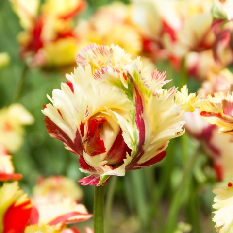 Tulip Texas Flame 7 Bulbs Ready for Planting Now in UK Autumn Outdoor Gardens