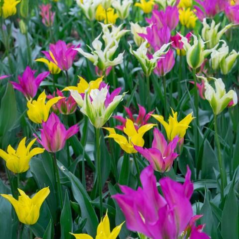 Tulip Viridiflora Mix 6 Bulbs Ready for Planting Now in UK Autumn Outdoor Gardens