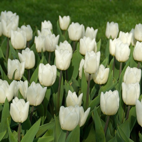 Tulip Single Early White Prince 6 Bulbs Ready for Planting Now in UK Autumn Outdoor Gardens